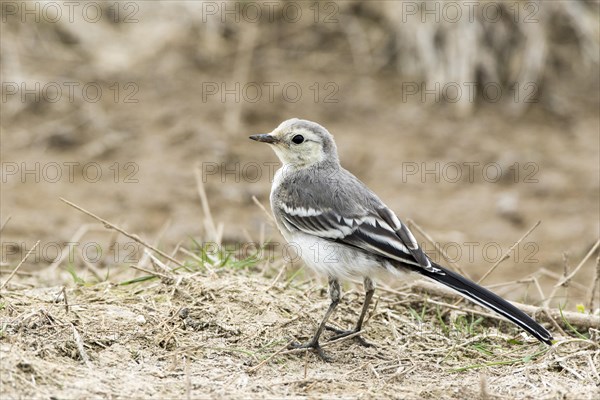 Pied Wagtail