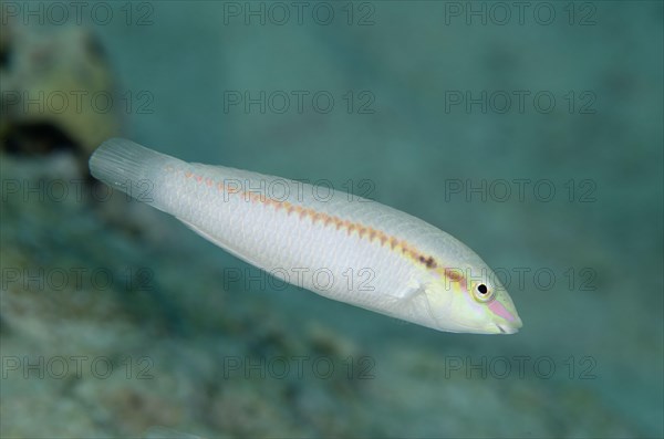 Zigzag Wrasse