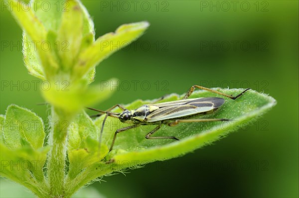 Miris dolabratus