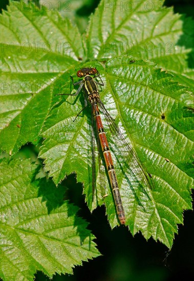 Large Red Damselfly