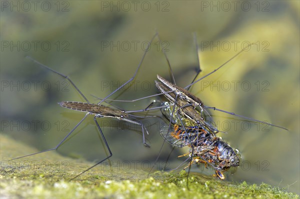 Common pond skater