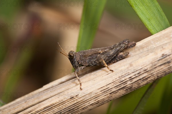 Slender ground-hopper