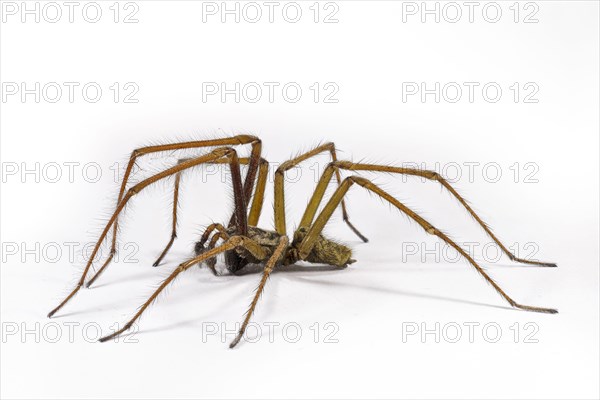 Giant house spider