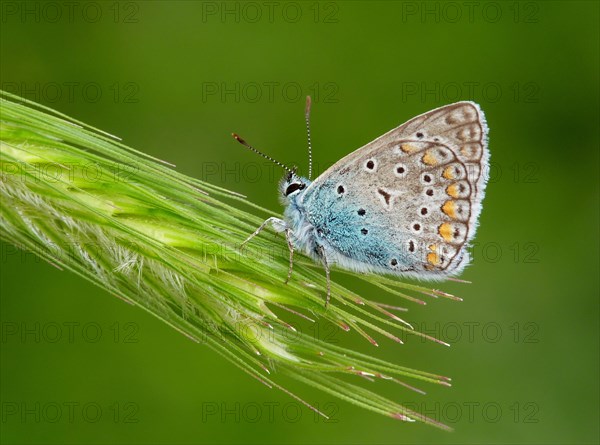 Green-underside Blue