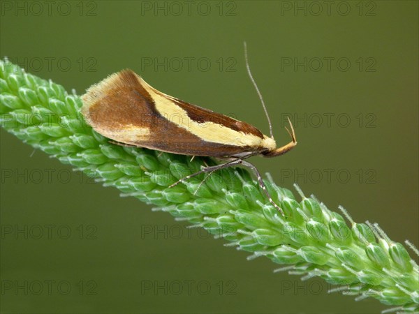 Large gypsy moth