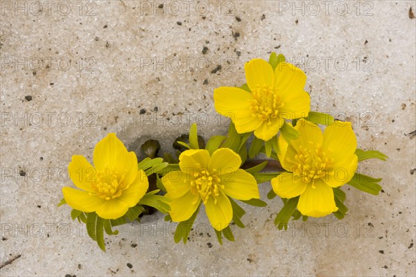 Winter aconite