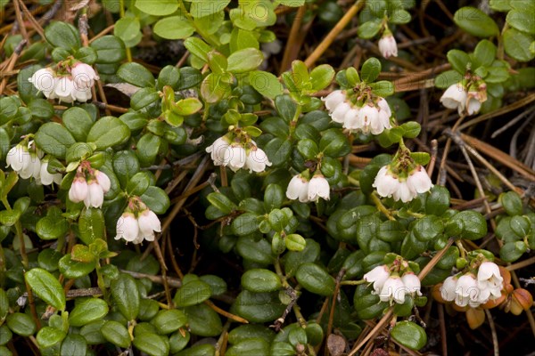 Cowberry