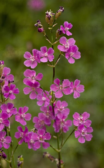 Sticky Catchfly