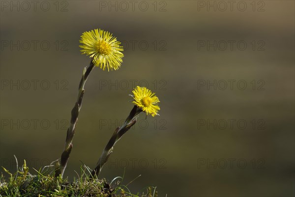 Coltsfoot