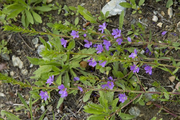 False rush cress