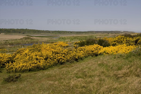 Looking west over flowering gorse to RSPB Minsmere Marsh