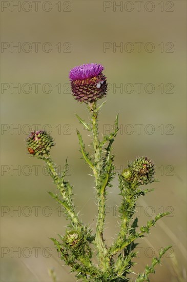 Musk Thistle