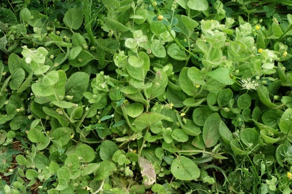 Egg-leaved pennywort