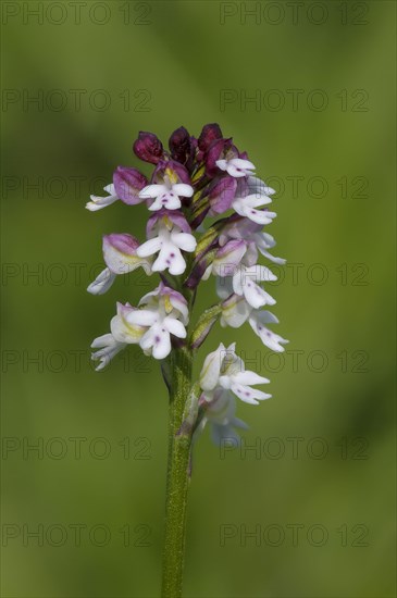 Burnt Orchid