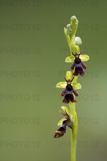 Fly Orchid