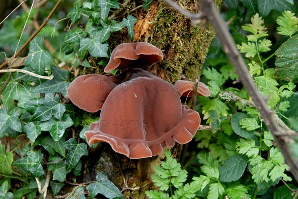 Jew's Ear