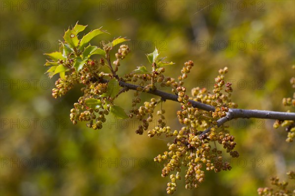 Kermes oak