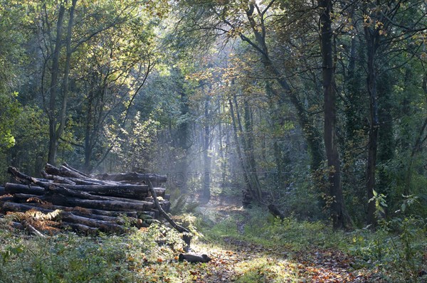 Deciduous woodland with log piles in autumn