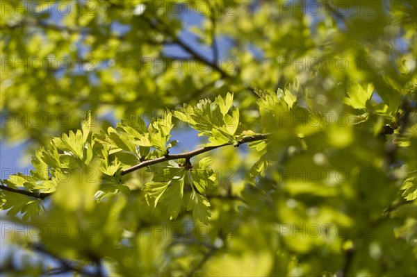 Common Hawthorn