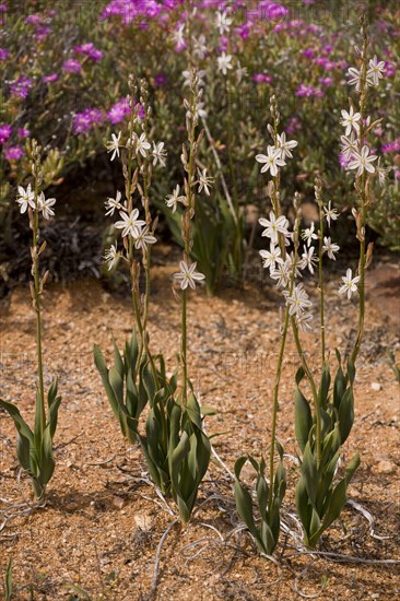 Chlorophytum