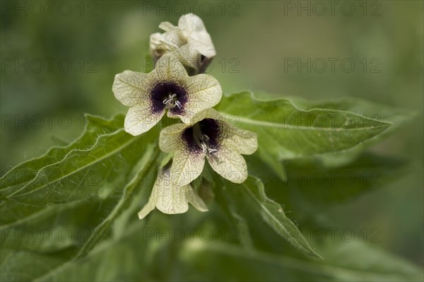 Henbane