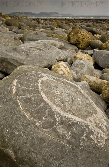 Ammonite fossils exposed in rock on beach