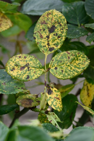 Rose rust