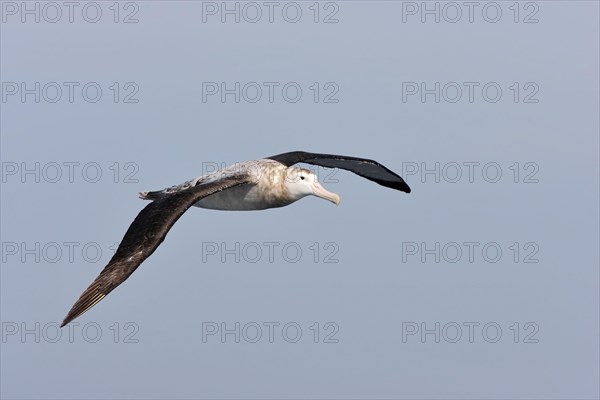 Wandering Albatross