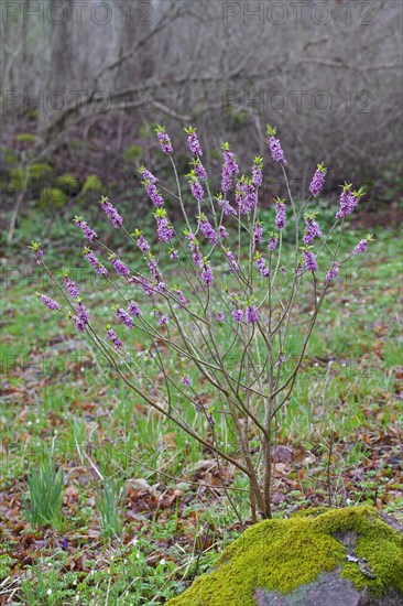 February daphne