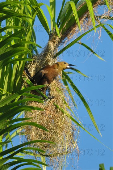 Broad-crested Oropendola with nest