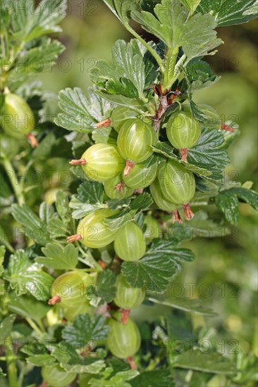 Gooseberry