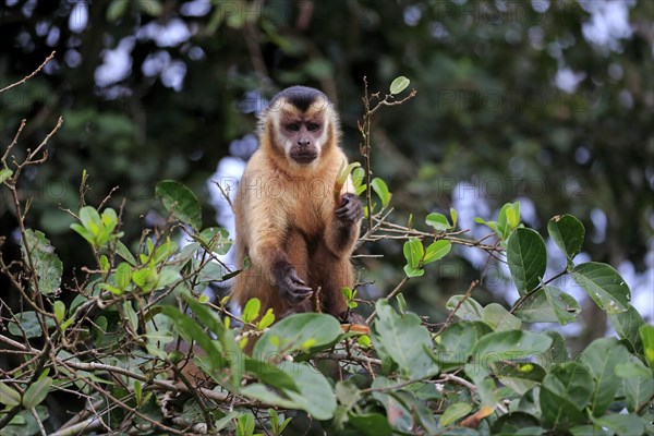 Tufted capuchin