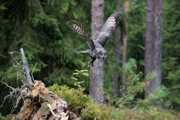 Great Grey Owl