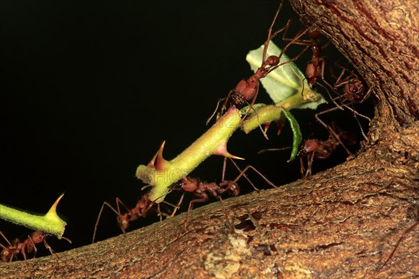 Leafcutter ant