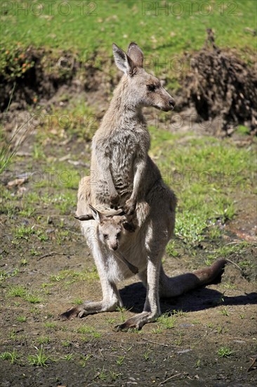 Eastern grey kangaroo