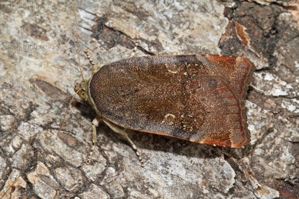 Langmaid's Yellow Underwing Moth