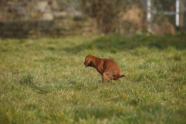 Shorthaired Hungarian Pointing Dog