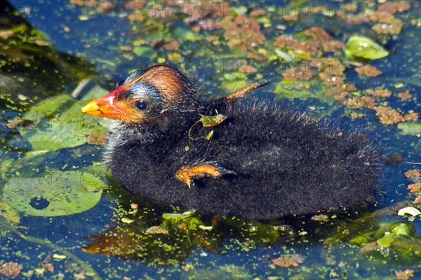 Moorhen