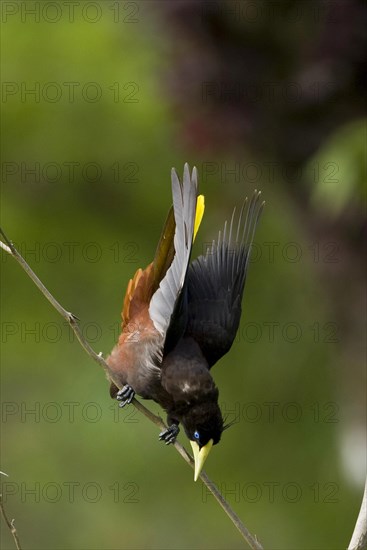 Crested Oropendola