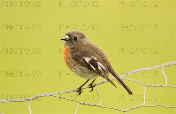 South Sea Scarlet Flycatcher