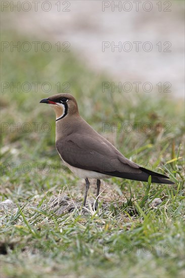 Oriental pratincole