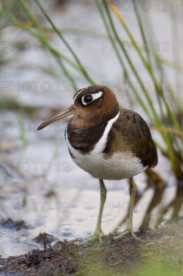 Greater Painted-snipe