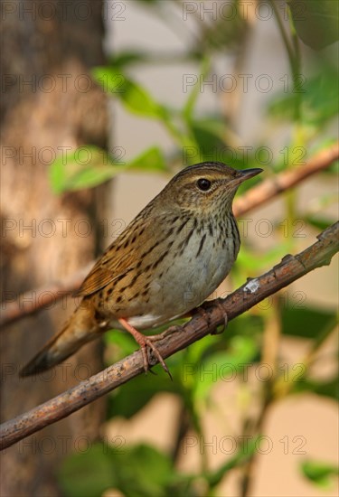 Lanceolated Warbler