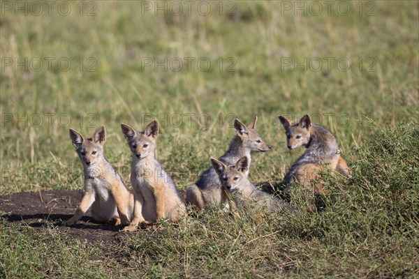 Black-backed jackals