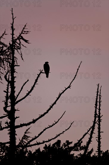 Western osprey