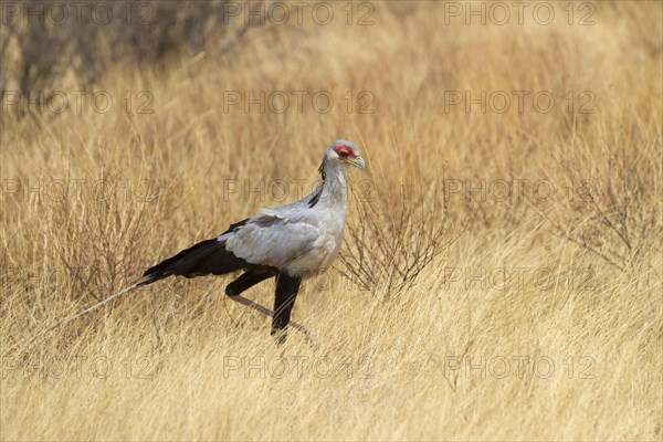 Secretary bird