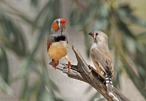 Zebra Finch