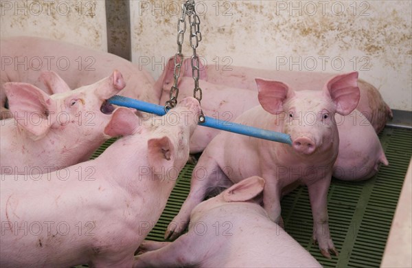 Pig farming