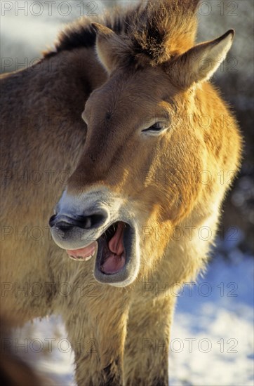 Przewalski's przewalski's horse