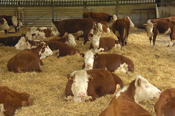 Domestic cattle